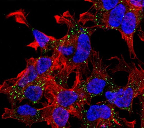 Immunocytochemistry/ Immunofluorescence - Anti-VGLUT3 antibody [N34/34] (AB134310), expandable thumbnail