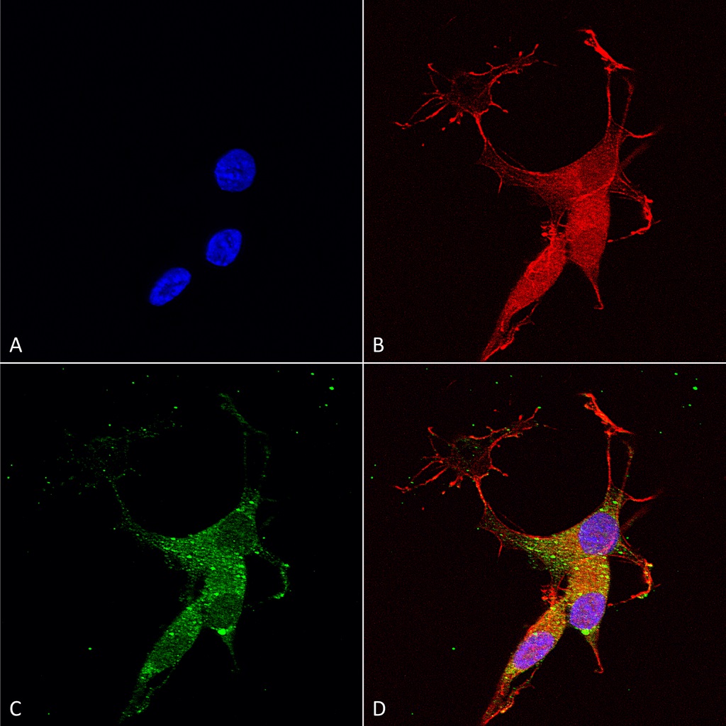 Immunocytochemistry/ Immunofluorescence - Anti-VGLUT3 antibody [N34/34] (AB134310), expandable thumbnail
