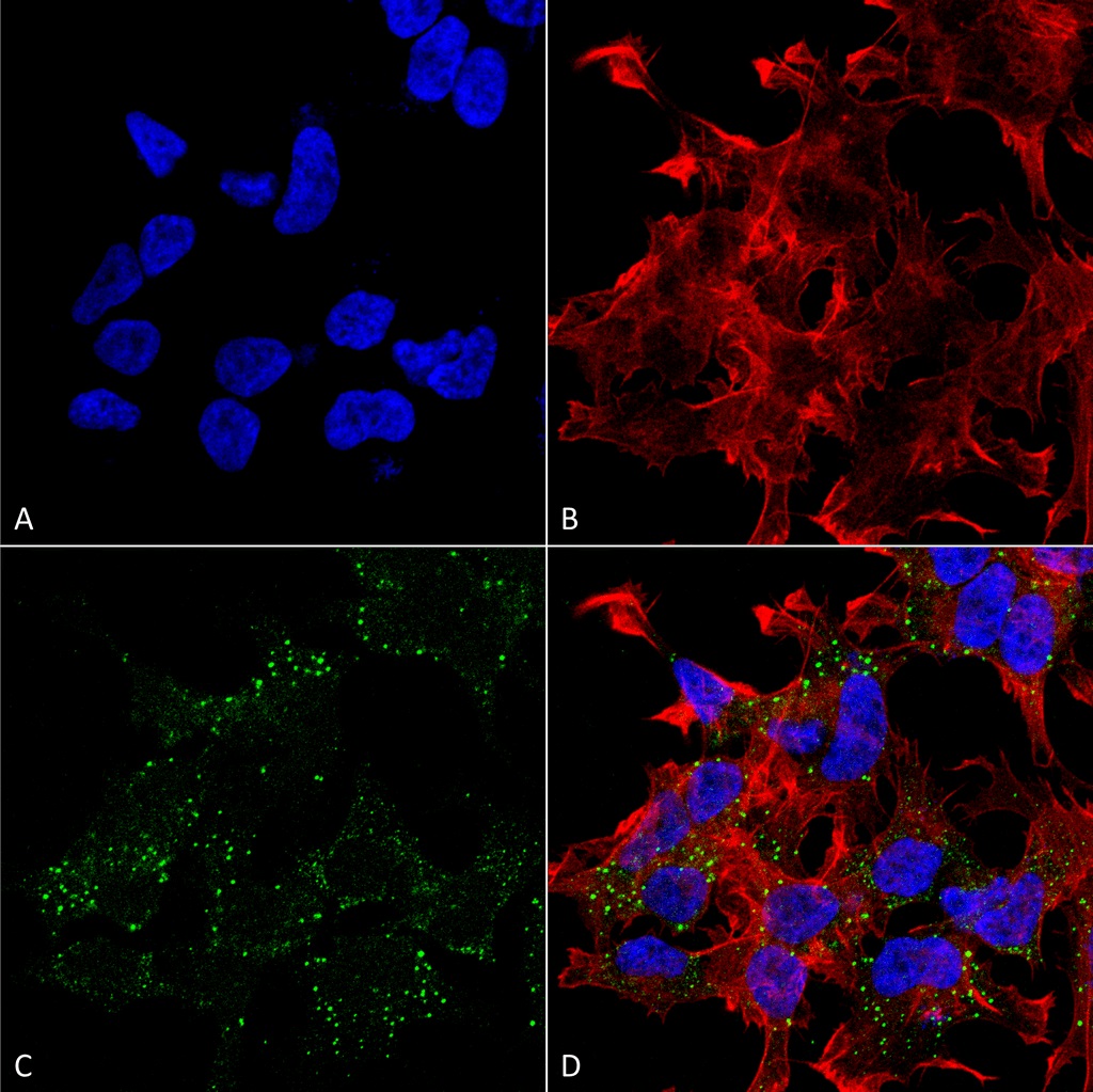 Immunocytochemistry/ Immunofluorescence - Anti-VGLUT3 antibody [N34/34] (AB134310), expandable thumbnail