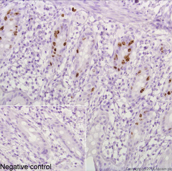 Immunohistochemistry (Formalin/PFA-fixed paraffin-embedded sections) - VHH Single Domain Anti-Rabbit IgG Fc (HRP) (AB191866)