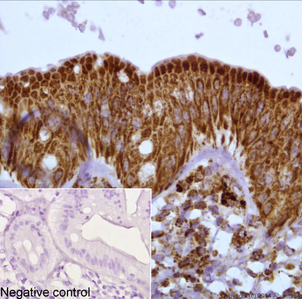 Immunohistochemistry (Formalin/PFA-fixed paraffin-embedded sections) - VHH Single Domain Anti-Rabbit IgG Fc (HRP) (AB191866)