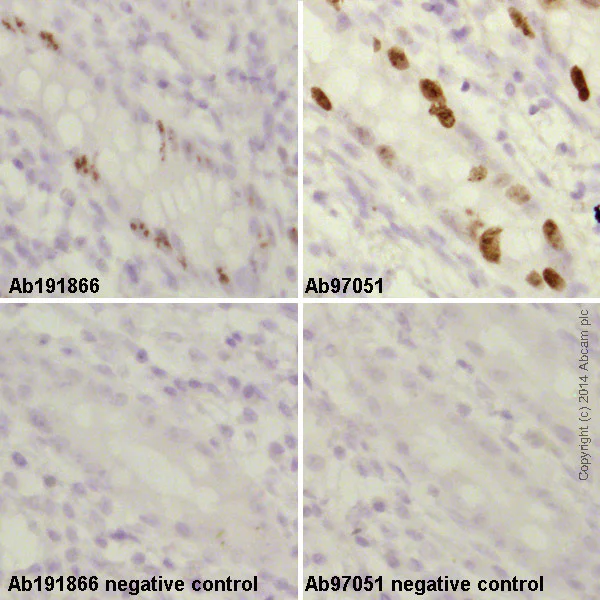 Immunohistochemistry (Formalin/PFA-fixed paraffin-embedded sections) - VHH Single Domain Anti-Rabbit IgG Fc (HRP) (AB191866)