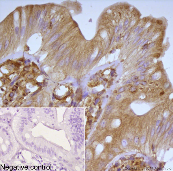 Immunohistochemistry (Formalin/PFA-fixed paraffin-embedded sections) - VHH Single Domain Anti-Rabbit IgG Fc (HRP) (AB191866)