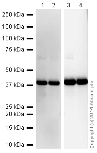 Western blot - VHH Single Domain Anti-Rabbit IgG Fc (HRP) (AB191866)