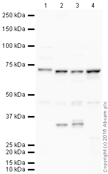 Western blot - VHH Single Domain Anti-Rabbit IgG Fc (HRP) (AB191866)