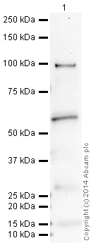 Western blot - VHH Single Domain Anti-Rabbit IgG Fc (HRP) (AB191866)