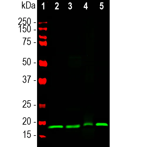 Western blot - Anti-VILIP1 antibody [3A9] (AB315190)