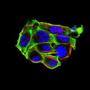 Immunocytochemistry/ Immunofluorescence - Anti-Villin antibody [3E5G11] - N-terminal (AB201989), expandable thumbnail