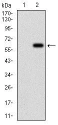 Western blot - Anti-Villin antibody [3E5G11] - N-terminal (AB201989)