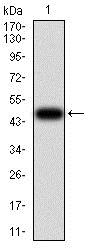 Western blot - Anti-Villin antibody [3E5G11] - N-terminal (ab201989), expandable thumbnail