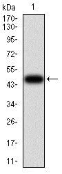 Western blot - Anti-Villin antibody [3E5G11] - N-terminal (AB201989)