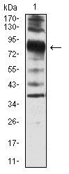 Western blot - Anti-Villin antibody [3E5G11] - N-terminal (AB201989), expandable thumbnail