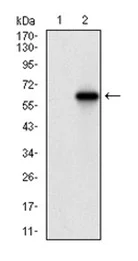 Western blot - Anti-Villin antibody [5E3B2] (AB202021)