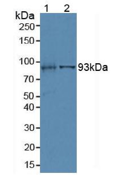 Western blot - Anti-Villin antibody (AB233155), expandable thumbnail