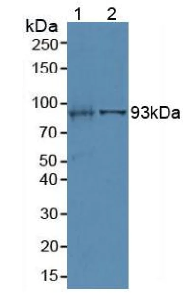 Western blot - Anti-Villin antibody (AB233155)