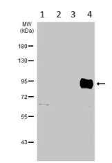 Western blot - Anti-Villin antibody (AB272876)