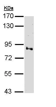 Western blot - Anti-Villin antibody (AB272876)