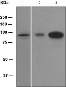 Anti-Villin antibody [EPR3490]