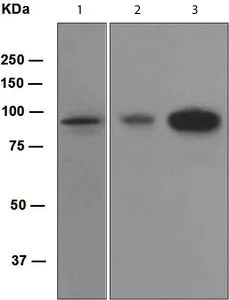 Western blot - Anti-Villin antibody [EPR3490] - BSA and Azide free (AB215273)