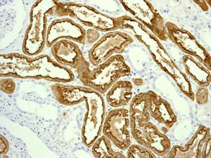 Immunohistochemistry (Formalin/PFA-fixed paraffin-embedded sections) - Anti-Villin antibody [EPR3491(3)] - BSA and Azide free (AB248530)