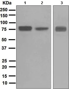 Western blot - Anti-Villin antibody [EPR3491(3)] - BSA and Azide free (AB248530)