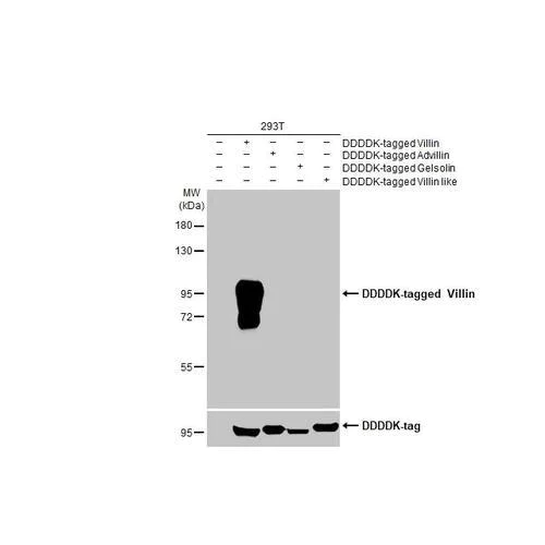 Western blot - Anti-Villin antibody [HL1830] (AB317112)