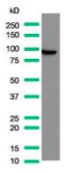 Western blot - Anti-Villin antibody [SP145] - BSA and Azide free (AB245749), expandable thumbnail