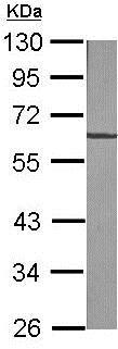 Western blot - Anti-Vimentin antibody (ab137321), expandable thumbnail