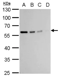 Western blot - Anti-Vimentin antibody (AB137321)