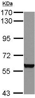 Western blot - Anti-Vimentin antibody (ab137321), expandable thumbnail
