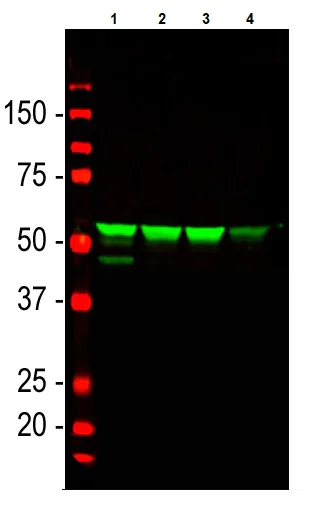 Western blot - Anti-Vimentin antibody (AB188499)