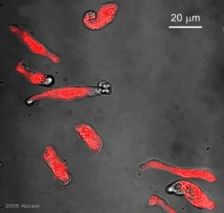 Immunocytochemistry/ Immunofluorescence - Anti-Vimentin antibody (AB24525)