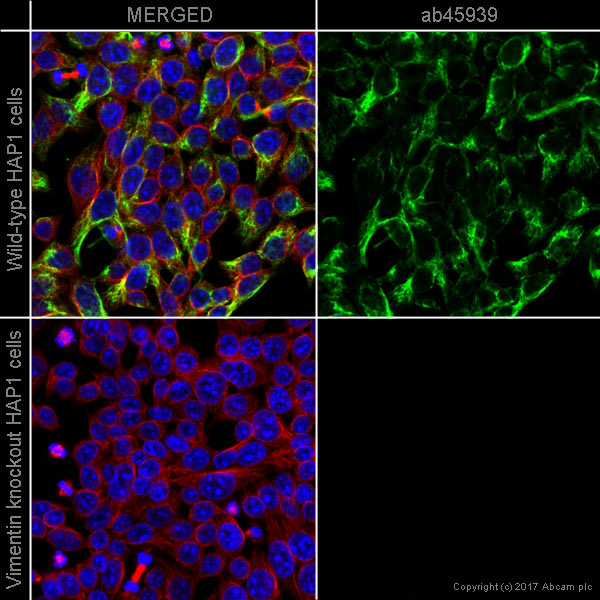 Immunocytochemistry/ Immunofluorescence - Anti-Vimentin antibody - Cytoskeleton Marker (ab45939), expandable thumbnail