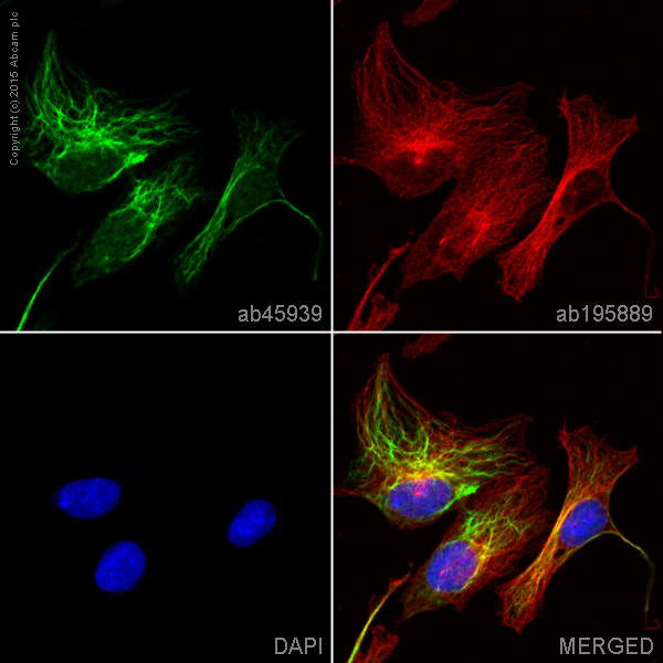 Immunocytochemistry/ Immunofluorescence - Anti-Vimentin antibody - Cytoskeleton Marker (ab45939), expandable thumbnail