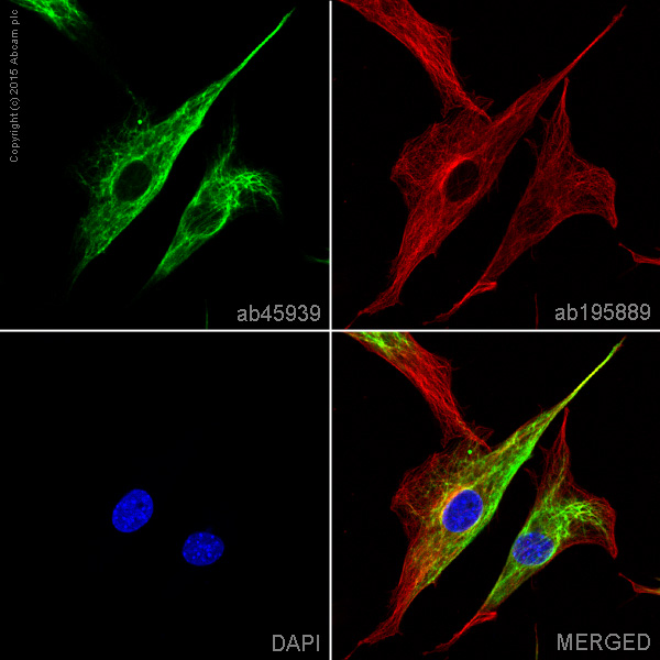 Immunocytochemistry/ Immunofluorescence - Anti-Vimentin antibody - Cytoskeleton Marker (ab45939), expandable thumbnail