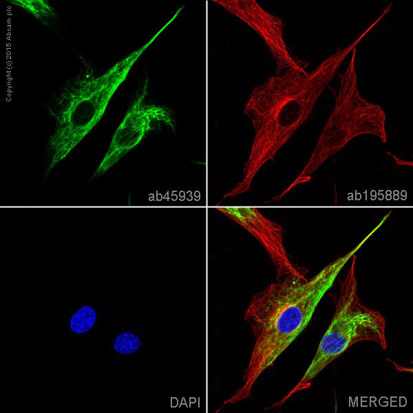 Immunocytochemistry/ Immunofluorescence - Anti-Vimentin antibody - Cytoskeleton Marker (AB45939)