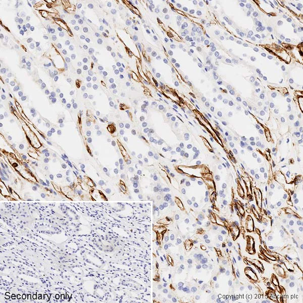 Immunohistochemistry (Formalin/PFA-fixed paraffin-embedded sections) - Anti-Vimentin antibody - Cytoskeleton Marker (AB45939)