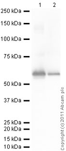 Western blot - Anti-Vimentin antibody - Cytoskeleton Marker (ab45939), expandable thumbnail