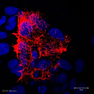 Immunocytochemistry/ Immunofluorescence - Anti-Vimentin antibody [EPR3776] - BSA and Azide free (AB193555)