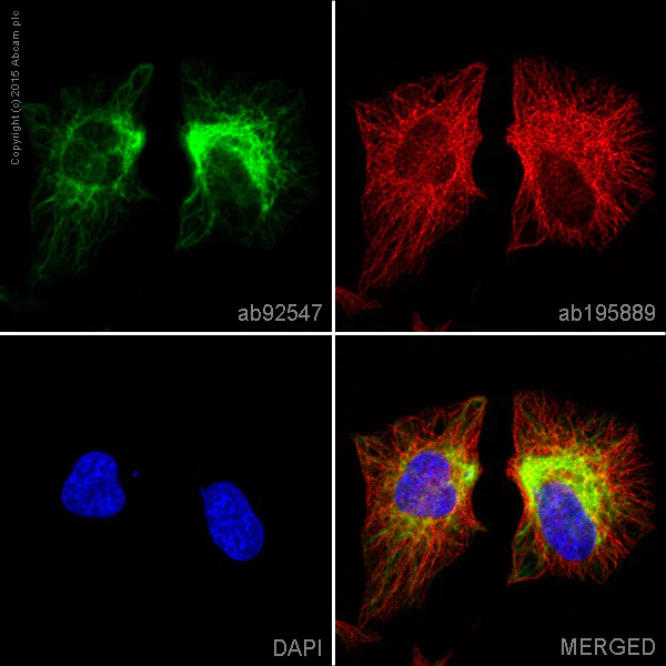 Immunocytochemistry/ Immunofluorescence - Anti-Vimentin antibody [EPR3776] - BSA and Azide free (AB193555)
