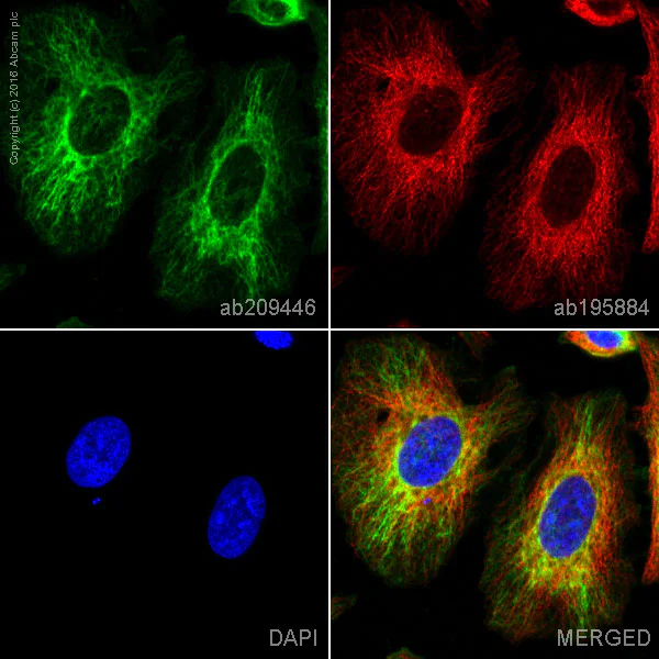 Immunocytochemistry/ Immunofluorescence - Anti-Vimentin antibody [EPR3776] - BSA and Azide free (AB193555)