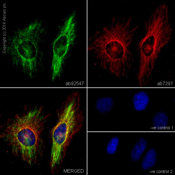 Immunocytochemistry/ Immunofluorescence - Anti-Vimentin antibody [EPR3776] - BSA and Azide free (AB193555)
