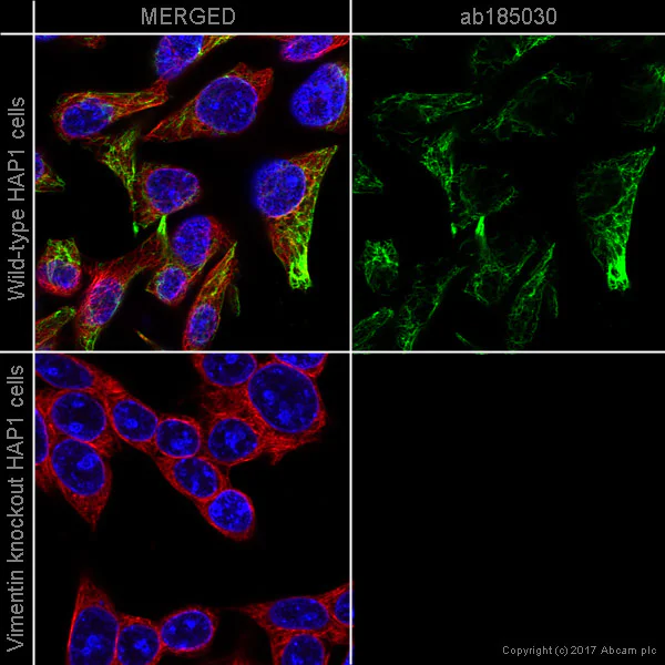 Immunocytochemistry/ Immunofluorescence - Anti-Vimentin antibody [EPR3776] - BSA and Azide free (AB193555)
