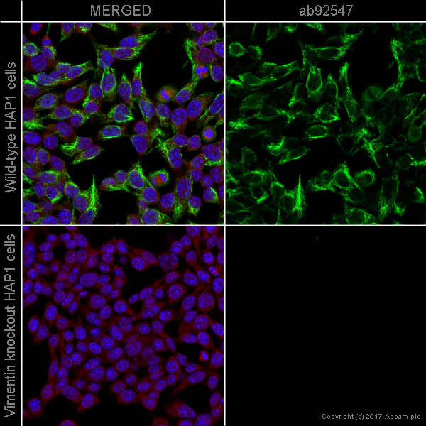 Immunocytochemistry/ Immunofluorescence - Anti-Vimentin antibody [EPR3776] - BSA and Azide free (AB193555)