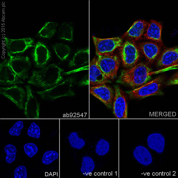 Immunocytochemistry/ Immunofluorescence - Anti-Vimentin antibody [EPR3776] - BSA and Azide free (AB193555)