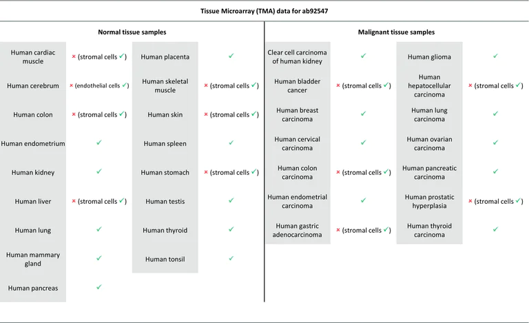 Immunohistochemistry (Formalin/PFA-fixed paraffin-embedded sections) - Anti-Vimentin antibody [EPR3776] - BSA and Azide free (AB193555)