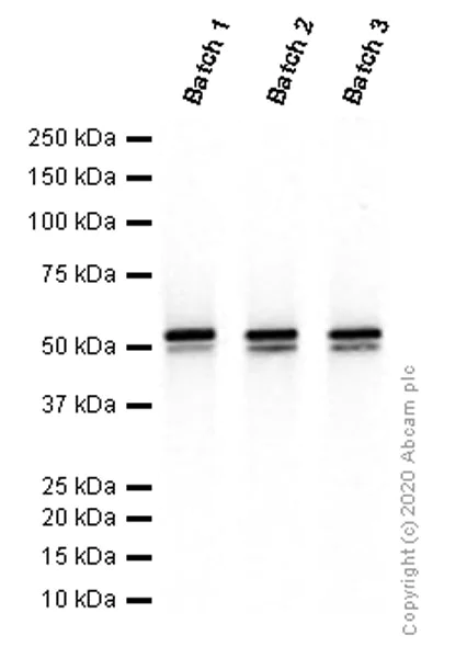 Western blot - Anti-Vimentin antibody [EPR3776] - BSA and Azide free (AB193555)