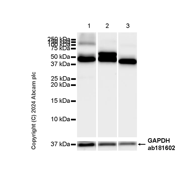 Western blot - Anti-Vimentin antibody [EPR3776] - Chicken IgY (Chimeric) (AB316214)
