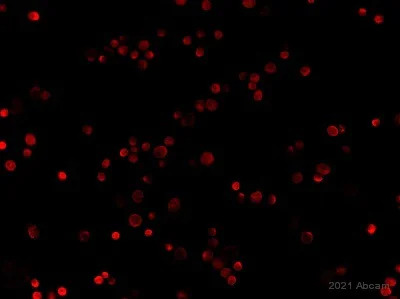 Immunocytochemistry/ Immunofluorescence - Anti-Vimentin antibody [EPR3776] - Cytoskeleton Marker (AB92547)