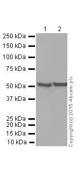 Western blot - Anti-Vimentin antibody [EPR3776] - Cytoskeleton Marker (AB92547)